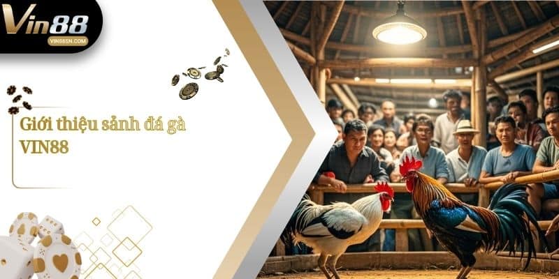 Giới thiệu sảnh đá gà VIN88